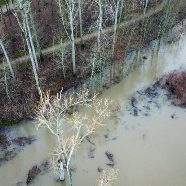 Skats no augšas uz mežu ar kailiem kokiem, ko ieskauj applūdis, duļķains ūdens, daļēji appludinot arī kokus un krūmus krastmalā. Mežā redzama taka.