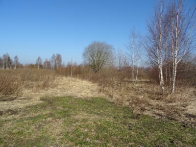 Apiņu iela 11. Pavasara ainava ar skaidrām zilām debesīm, priekšplānā zaļa un sausa brūna zāle, kā arī kaili bērzi un citi koki fonā.